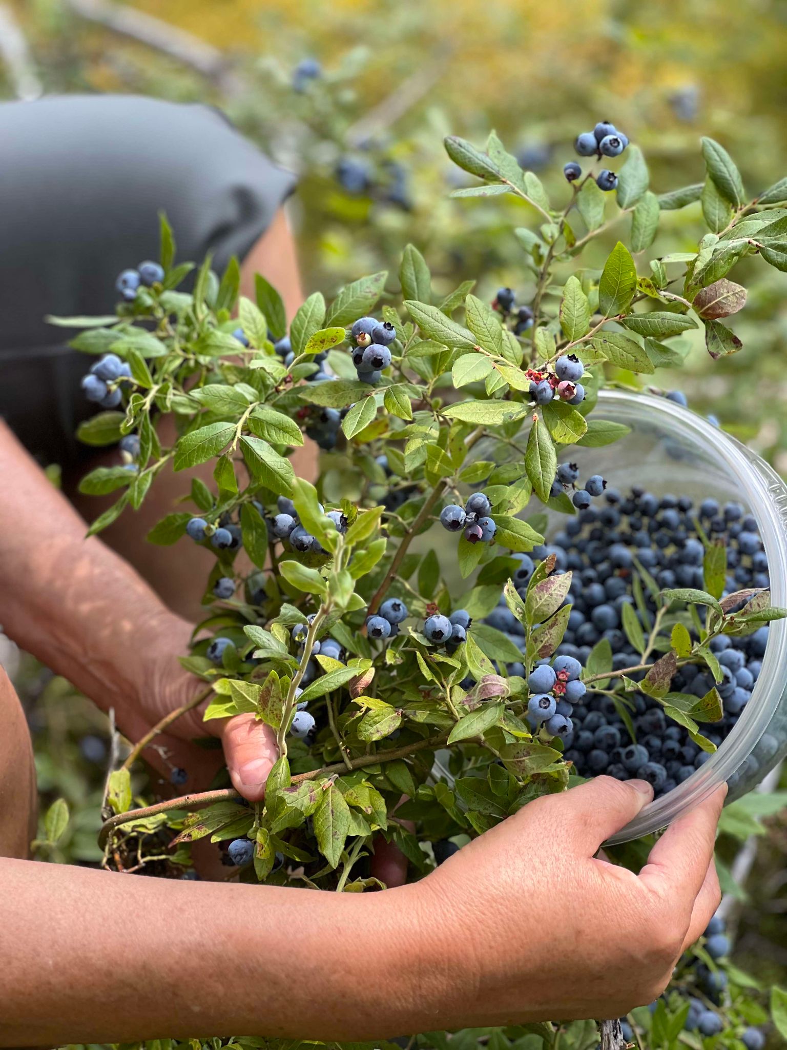 Northern Blueberry Soap